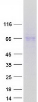 GPC5 / Glypican 5 Protein - Purified recombinant protein GPC5 was analyzed by SDS-PAGE gel and Coomassie Blue Staining