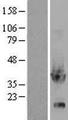 GPD1 Protein - Western validation with an anti-DDK antibody * L: Control HEK293 lysate R: Over-expression lysate