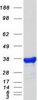 GPD1 Protein - Purified recombinant protein GPD1 was analyzed by SDS-PAGE gel and Coomassie Blue Staining