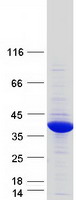 GPD1L Protein - Purified recombinant protein GPD1L was analyzed by SDS-PAGE gel and Coomassie Blue Staining
