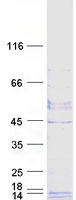 GPHA2 Protein - Purified recombinant protein GPHA2 was analyzed by SDS-PAGE gel and Coomassie Blue Staining