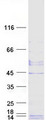 GPHA2 Protein - Purified recombinant protein GPHA2 was analyzed by SDS-PAGE gel and Coomassie Blue Staining