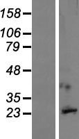 GPM6A / Glycoprotein M6A Protein - Western validation with an anti-DDK antibody * L: Control HEK293 lysate R: Over-expression lysate
