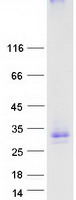 GPM6A / Glycoprotein M6A Protein - Purified recombinant protein GPM6A was analyzed by SDS-PAGE gel and Coomassie Blue Staining