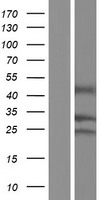 GPM6B Protein - Western validation with an anti-DDK antibody * L: Control HEK293 lysate R: Over-expression lysate