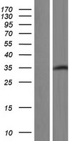 GPN1 / XAB1 Protein - Western validation with an anti-DDK antibody * L: Control HEK293 lysate R: Over-expression lysate