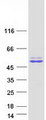 GPN1 / XAB1 Protein - Purified recombinant protein GPN1 was analyzed by SDS-PAGE gel and Coomassie Blue Staining
