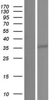 GPN3 Protein - Western validation with an anti-DDK antibody * L: Control HEK293 lysate R: Over-expression lysate
