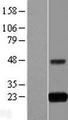 Gpnat1 / GNPNAT1 Protein - Western validation with an anti-DDK antibody * L: Control HEK293 lysate R: Over-expression lysate