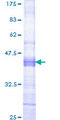 GPNMB / Osteoactivin Protein - 12.5% SDS-PAGE Stained with Coomassie Blue.