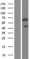 GPR107 / LUSTR1 Protein - Western validation with an anti-DDK antibody * L: Control HEK293 lysate R: Over-expression lysate