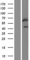 GPR107 / LUSTR1 Protein - Western validation with an anti-DDK antibody * L: Control HEK293 lysate R: Over-expression lysate
