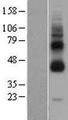 GPR119 Protein - Western validation with an anti-DDK antibody * L: Control HEK293 lysate R: Over-expression lysate