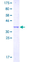 GPR132 / G2A Protein - 12.5% SDS-PAGE Stained with Coomassie Blue.