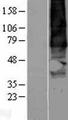 GPR137B Protein - Western validation with an anti-DDK antibody * L: Control HEK293 lysate R: Over-expression lysate