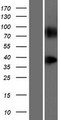 GPR148 Protein - Western validation with an anti-DDK antibody * L: Control HEK293 lysate R: Over-expression lysate