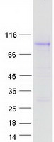 GPR149 / PGR10 Protein - Purified recombinant protein GPR149 was analyzed by SDS-PAGE gel and Coomassie Blue Staining