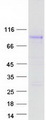 GPR149 / PGR10 Protein - Purified recombinant protein GPR149 was analyzed by SDS-PAGE gel and Coomassie Blue Staining