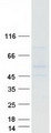 GPR150 Protein - Purified recombinant protein GPR150 was analyzed by SDS-PAGE gel and Coomassie Blue Staining