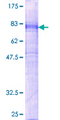 GPR151 Protein - 12.5% SDS-PAGE of human GPR151 stained with Coomassie Blue