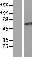 GPR152 Protein - Western validation with an anti-DDK antibody * L: Control HEK293 lysate R: Over-expression lysate