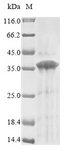 GPR157 Protein - (Tris-Glycine gel) Discontinuous SDS-PAGE (reduced) with 5% enrichment gel and 15% separation gel.