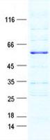 GPR157 Protein