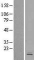 GPR162 Protein - Western validation with an anti-DDK antibody * L: Control HEK293 lysate R: Over-expression lysate