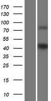 GPR17 Protein - Western validation with an anti-DDK antibody * L: Control HEK293 lysate R: Over-expression lysate