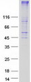 GPR171 Protein - Purified recombinant protein GPR171 was analyzed by SDS-PAGE gel and Coomassie Blue Staining