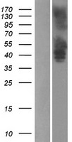 GPR173 / SREB3 Protein - Western validation with an anti-DDK antibody * L: Control HEK293 lysate R: Over-expression lysate