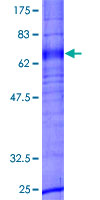 GPR173 / SREB3 Protein - 12.5% SDS-PAGE of human GPR173 stained with Coomassie Blue