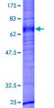 GPR173 / SREB3 Protein - 12.5% SDS-PAGE of human GPR173 stained with Coomassie Blue