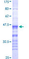 GPR176 Protein - 12.5% SDS-PAGE Stained with Coomassie Blue.