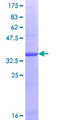 GPR180 Protein - 12.5% SDS-PAGE Stained with Coomassie Blue.