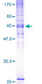 GPR183 / EBI2 Protein - 12.5% SDS-PAGE of human EBI2 stained with Coomassie Blue