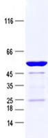 GPR26 Protein