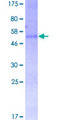 GPR3 Protein - 12.5% SDS-PAGE of human GPR3 stained with Coomassie Blue