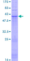 GPR31 Protein - 12.5% SDS-PAGE of human GPR31 stained with Coomassie Blue