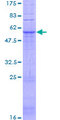 GPR31 Protein - 12.5% SDS-PAGE of human GPR31 stained with Coomassie Blue