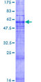 GPR45 Protein - 12.5% SDS-PAGE of human GPR45 stained with Coomassie Blue