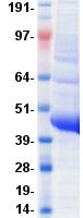 GPR49 / LGR5 Protein