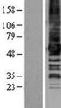 GPR50 Protein - Western validation with an anti-DDK antibody * L: Control HEK293 lysate R: Over-expression lysate