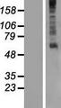 GPR61 Protein - Western validation with an anti-DDK antibody * L: Control HEK293 lysate R: Over-expression lysate