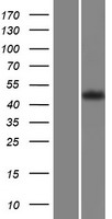 GPR63 Protein - Western validation with an anti-DDK antibody * L: Control HEK293 lysate R: Over-expression lysate
