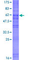 GPR65 / TDAG8 Protein - 12.5% SDS-PAGE of human GPR65 stained with Coomassie Blue