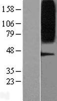 GPR75 Protein - Western validation with an anti-DDK antibody * L: Control HEK293 lysate R: Over-expression lysate