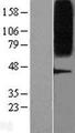 GPR75 Protein - Western validation with an anti-DDK antibody * L: Control HEK293 lysate R: Over-expression lysate