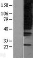 GPR80 / GPR99 / OXGR1 Protein - Western validation with an anti-DDK antibody * L: Control HEK293 lysate R: Over-expression lysate
