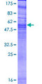 GPR80 / GPR99 / OXGR1 Protein - 12.5% SDS-PAGE of human OXGR1 stained with Coomassie Blue